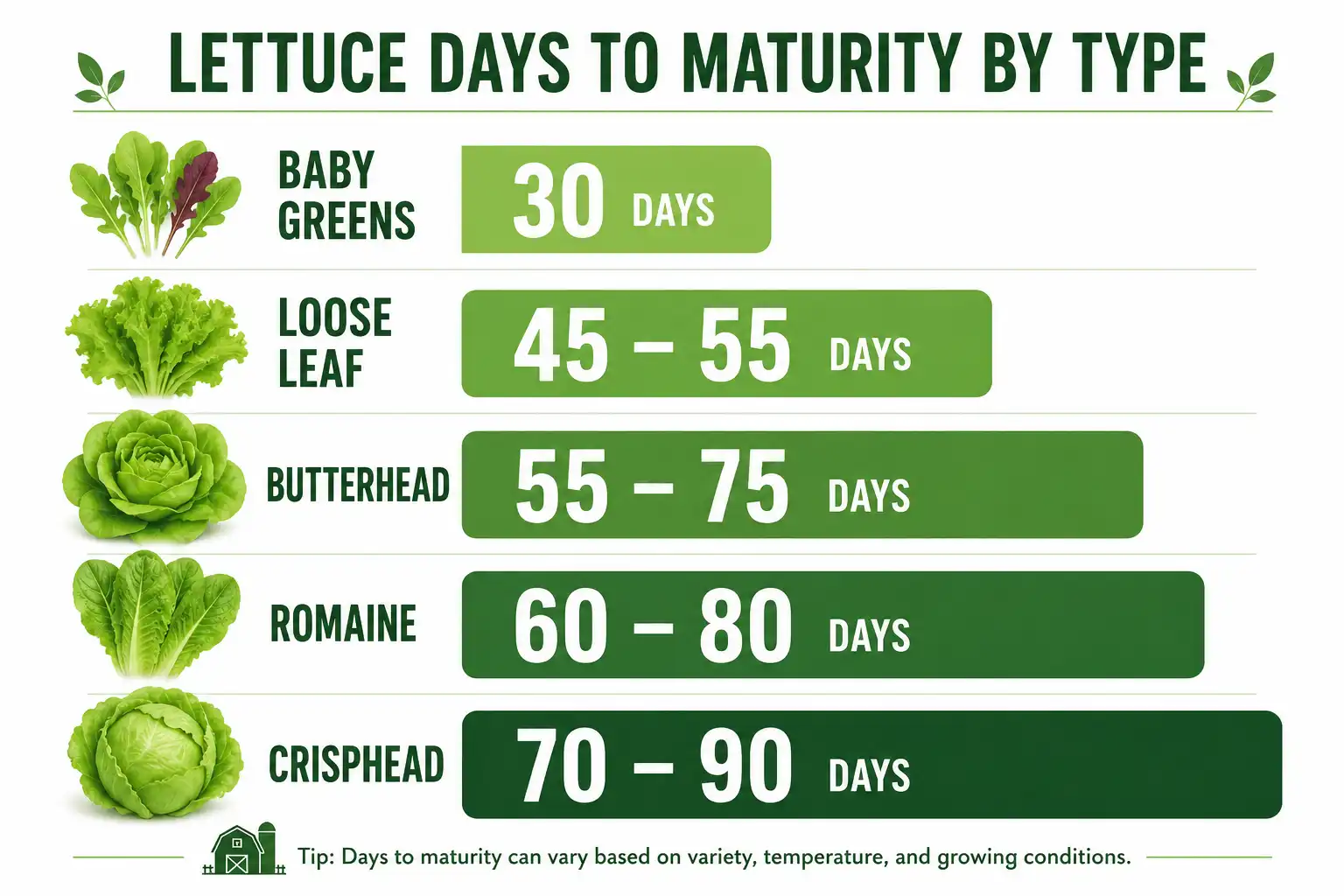 Chart of lettuce days to maturity for baby greens, leaf, butterhead, romaine, and crisphead types