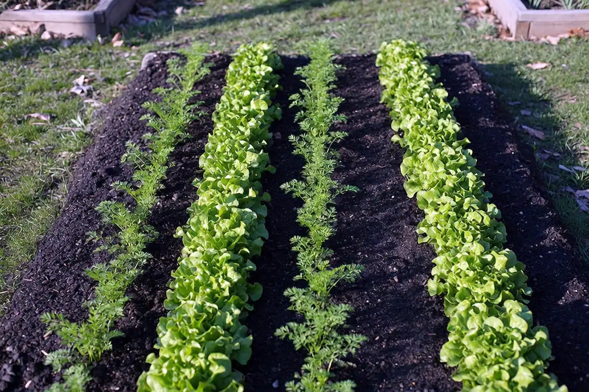 Leaf lettuce growing in the strips between rows of young carrot seedlings in a spring garden bed