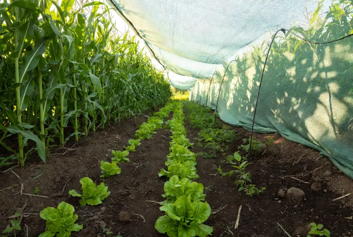 Leaf lettuce growing in partial afternoon shade next to sweet corn and under shade cloth in a Kansas garden