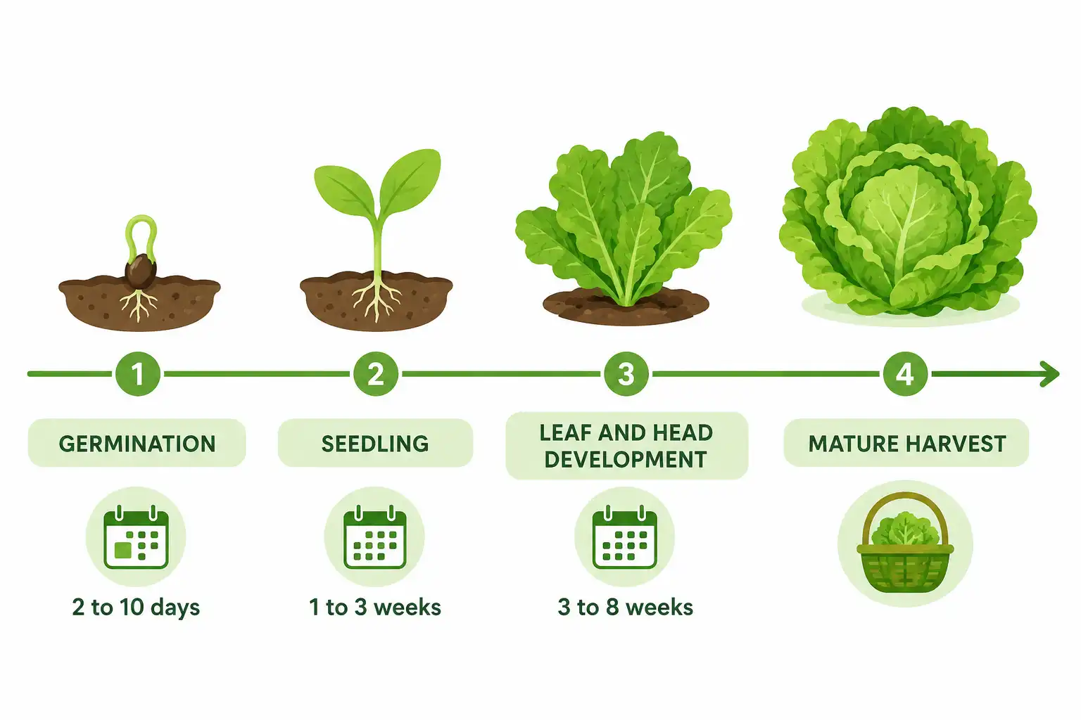 Timeline infographic of lettuce growth stages showing germination, seedling, leaf development, and harvest with day ranges