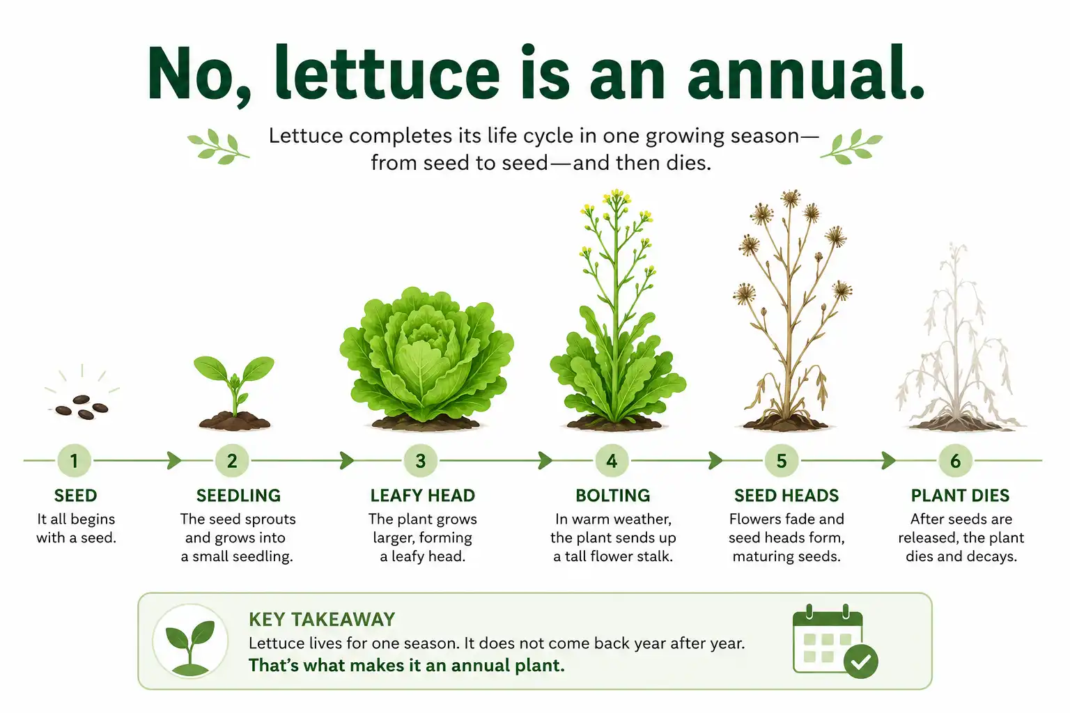 Infographic of, is lettuce a perennial, about lettuce grows as an annual that finishes one season from seed to bolting and seed.