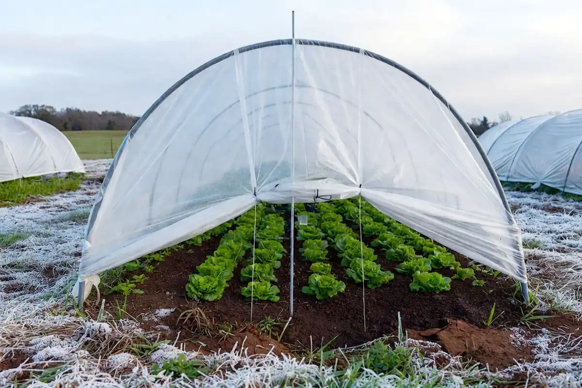 Lettuce growing under a low-tunnel row cover for winter protection in a Southern garden
