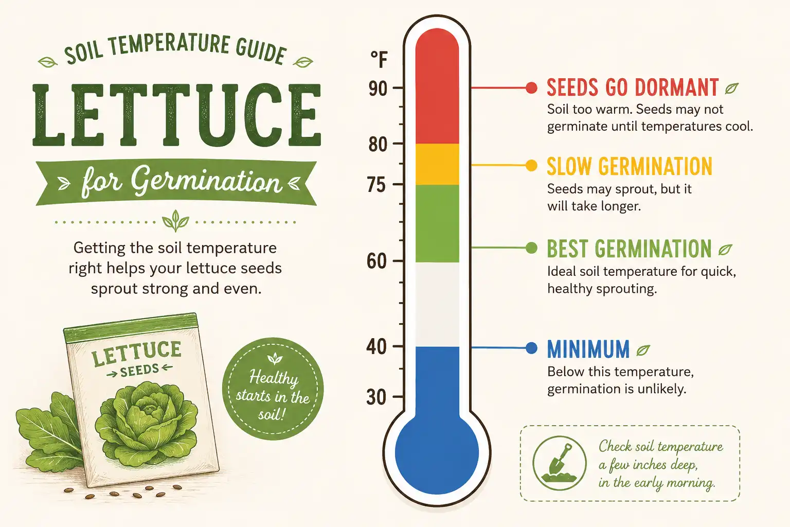Soil temperature gauge showing lettuce seeds germinate best at 60 to 75 degrees and fail above 80 degrees, the key to timing fall lettuce