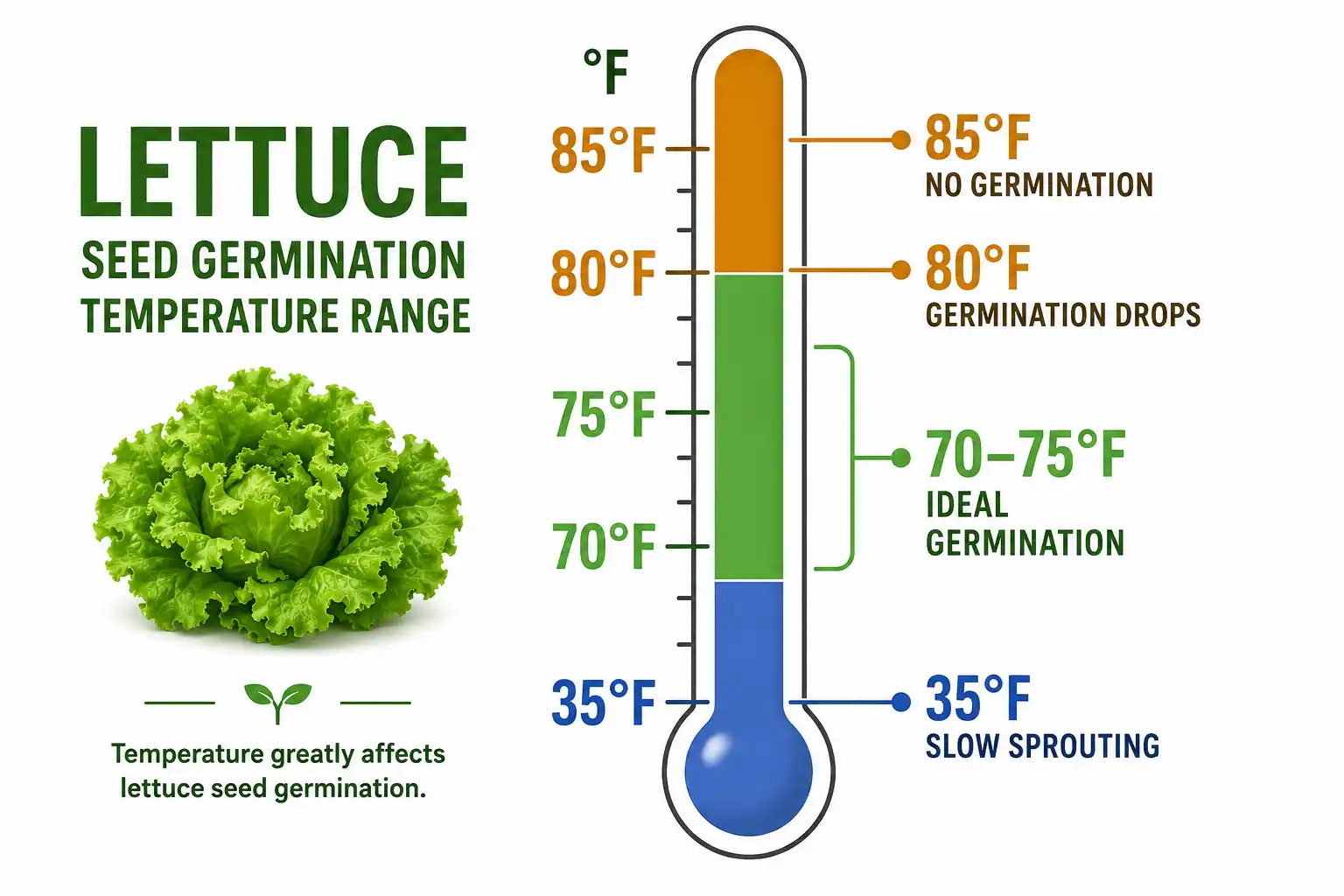 Chart of lettuce seed germination temperatures, ideal at 70 to 75°F and stalling near 85°F when starting lettuce indoors
