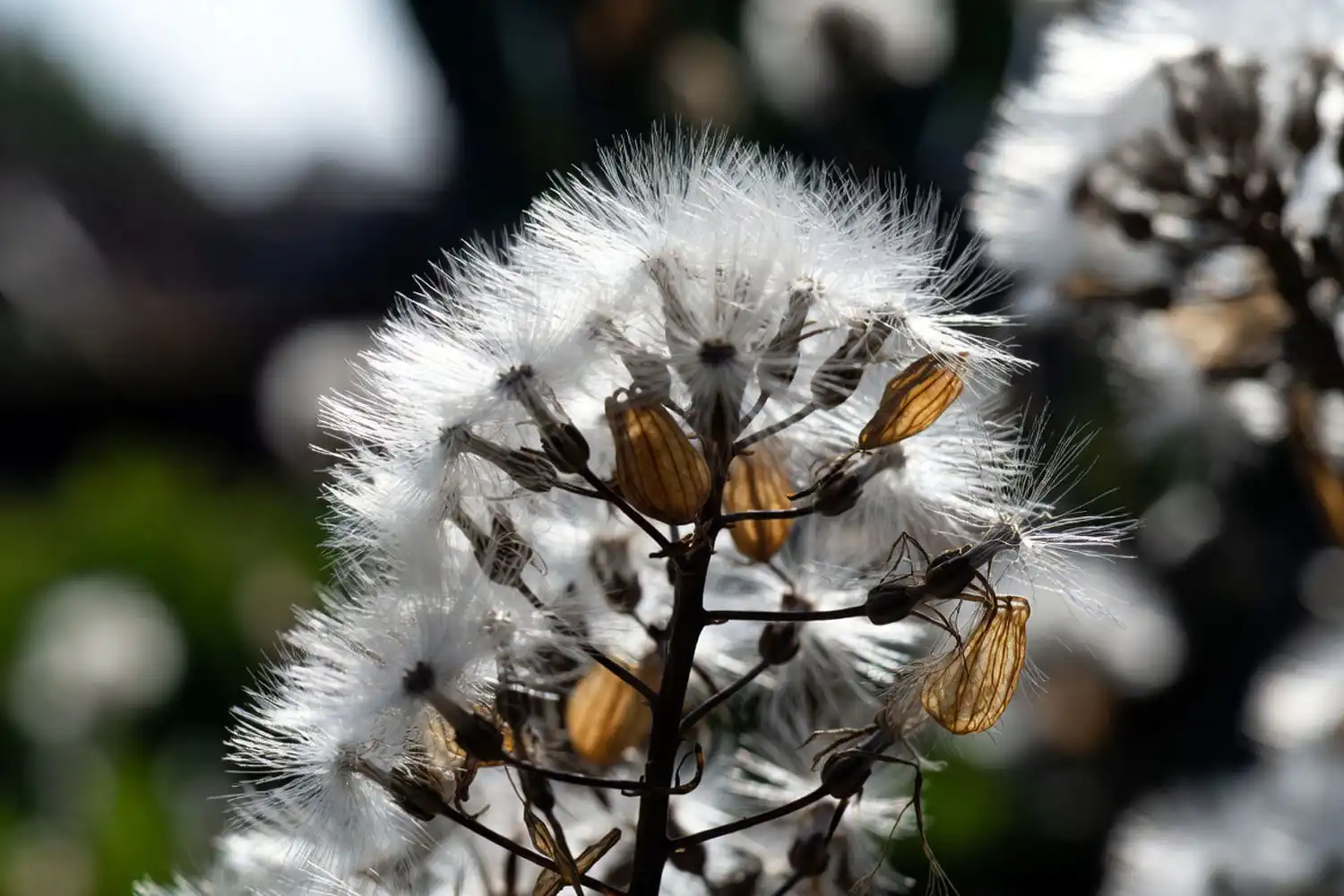 Mature lettuce seed heads of white pappus tufts that carry ripe seed on the wind