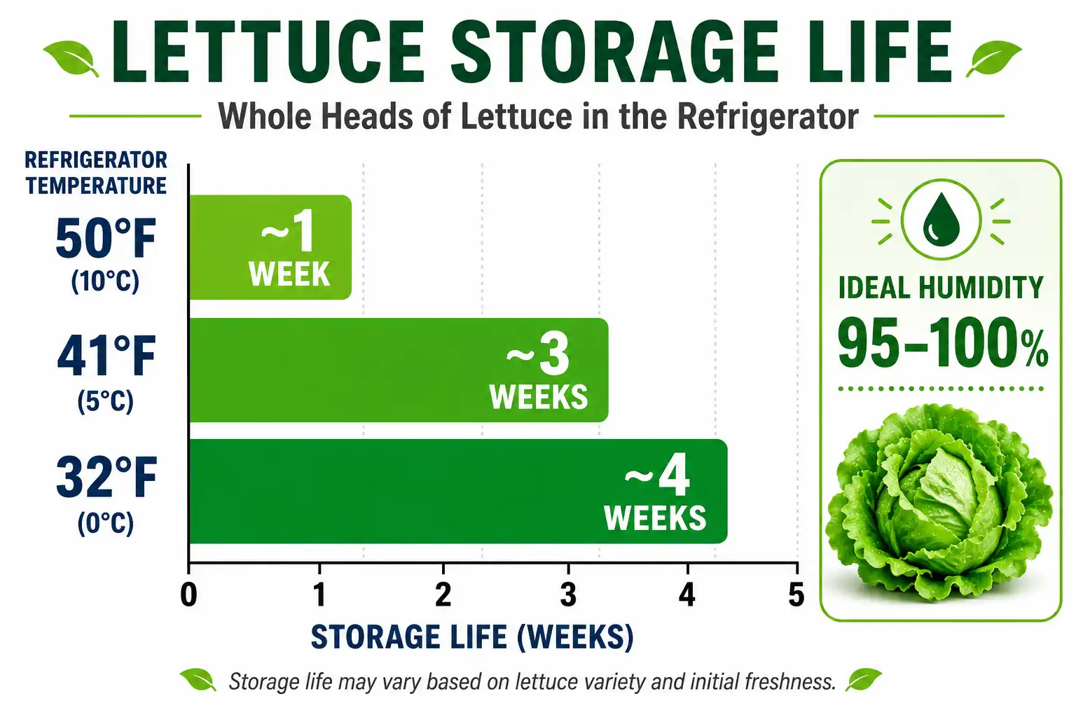 Chart on harvested lettuce lasts longest near 32°F, about four weeks, versus one week at 50°F