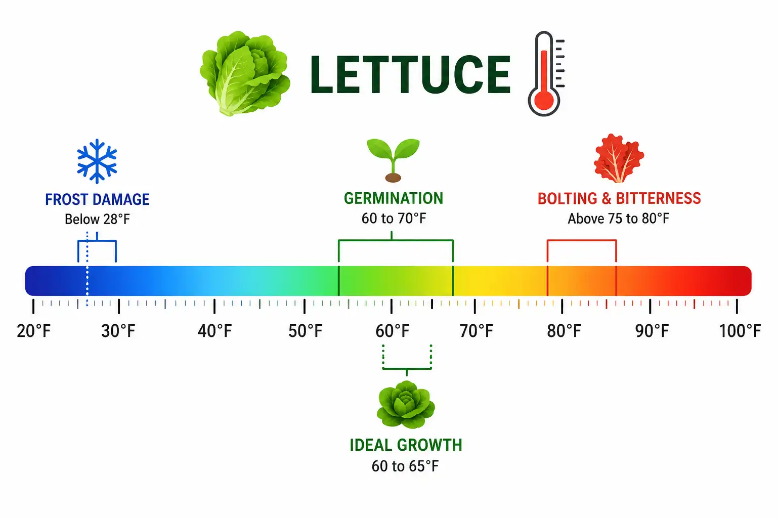 Chart on lettuce ideal temperatures and the heat threshold above 80°F where Florida lettuce bolts and turns bitter