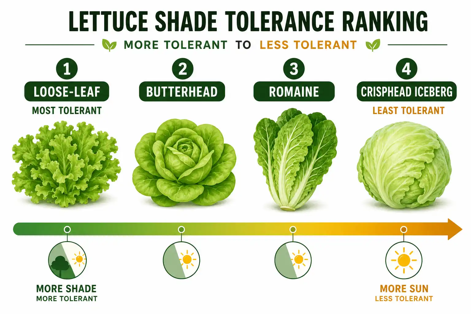 Comparison chart ranking loose-leaf, butterhead, romaine, and crisphead lettuce by how well each grows in shade