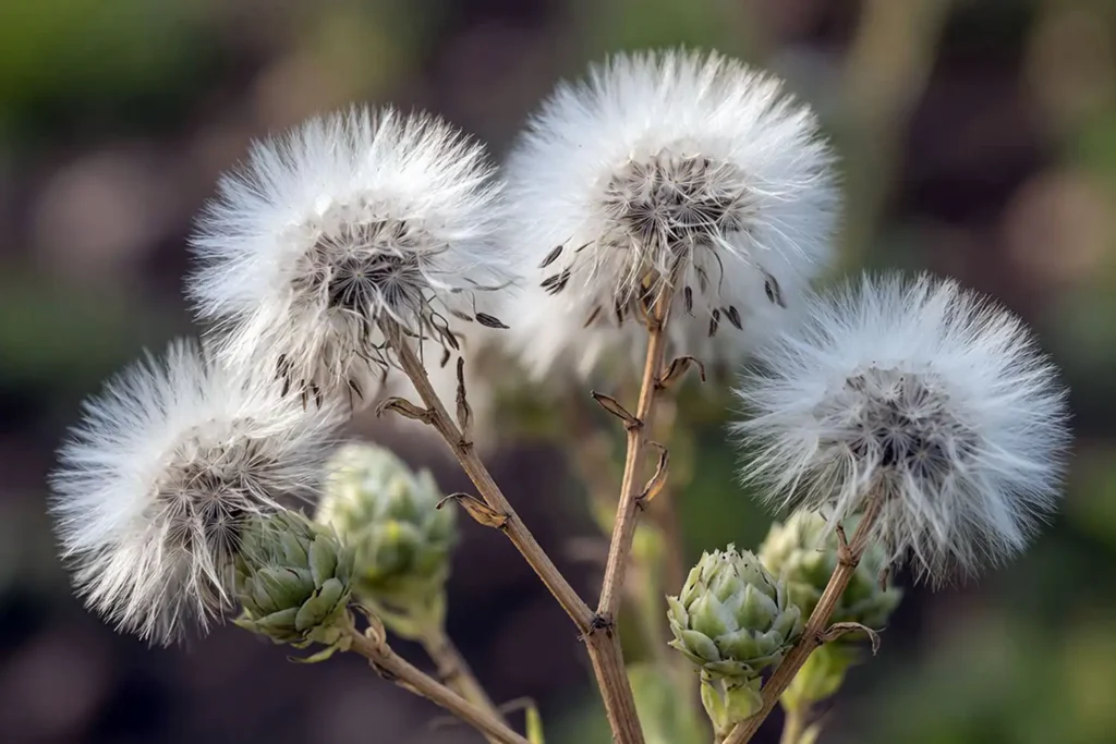 Lettuce seed heads at the feathering stage with white pappus of the seeds are ready