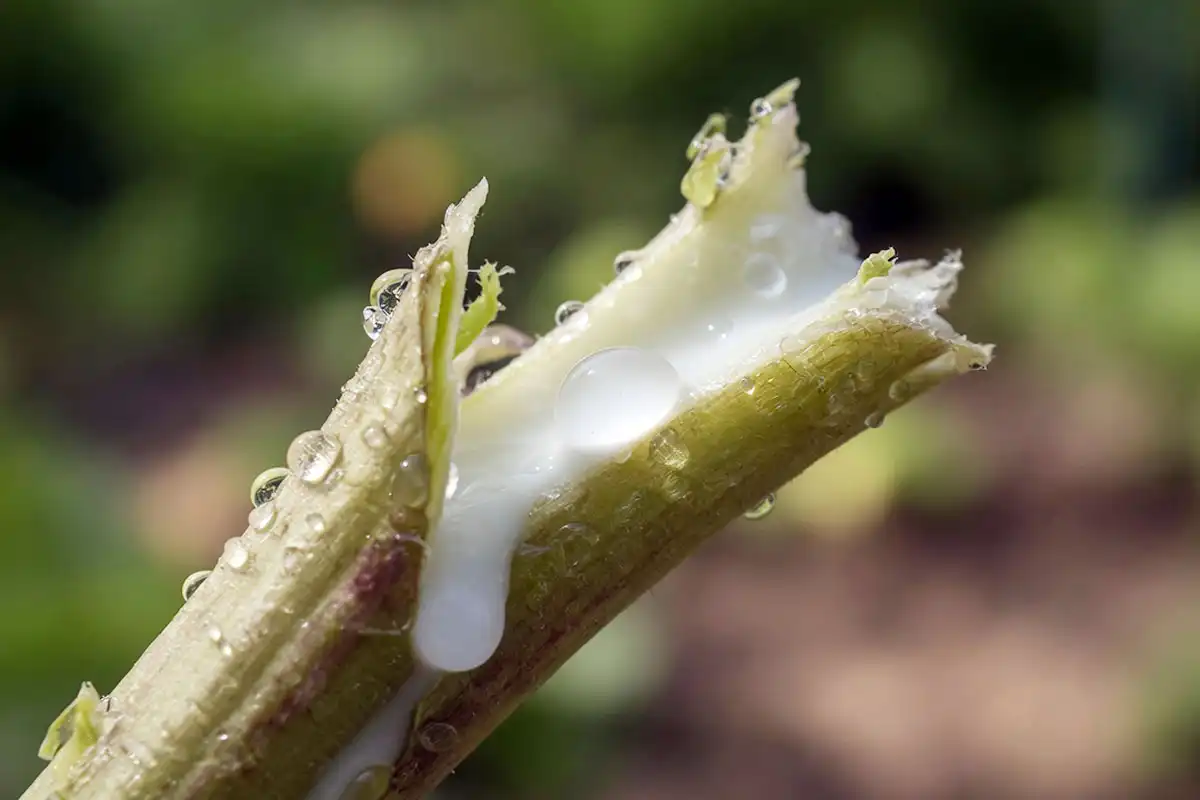 Milky white sap leaking from a broken bolting lettuce stem, the cause of the bitter taste