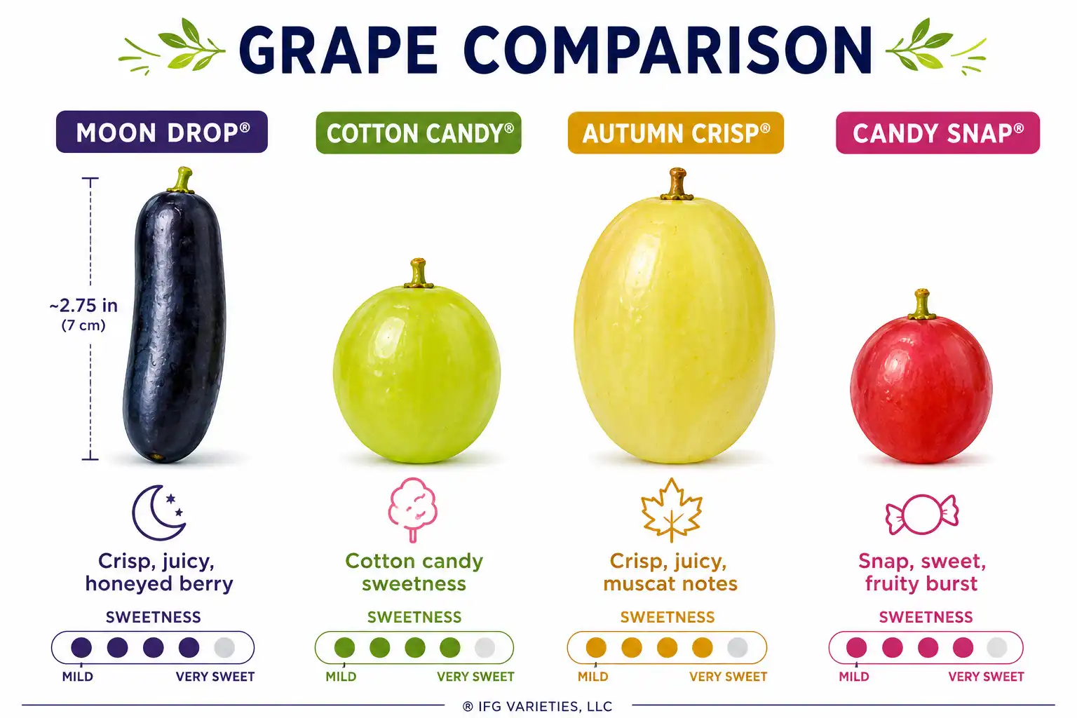 Comparison infographic of how Moon Drop grapes taste sweeter and snappier than Cotton Candy, Autumn Crisp, and Candy Snap grapes.