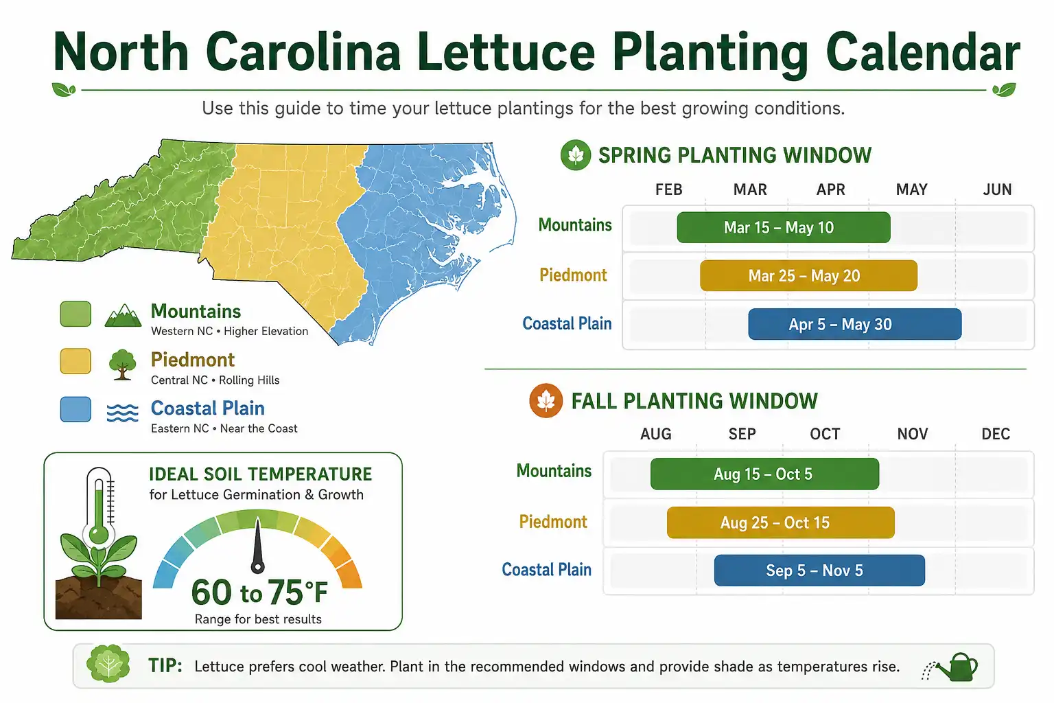 Infographic of plant lettuce in North Carolina with spring and fall windows for the mountains, Piedmont, and coast