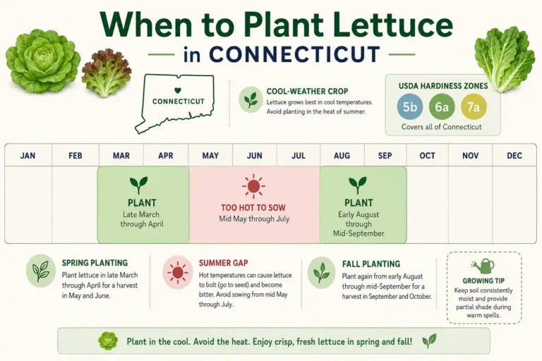 Infographic on plant lettuce in Connecticut, with spring and fall planting windows across hardiness zones 5b to 7a