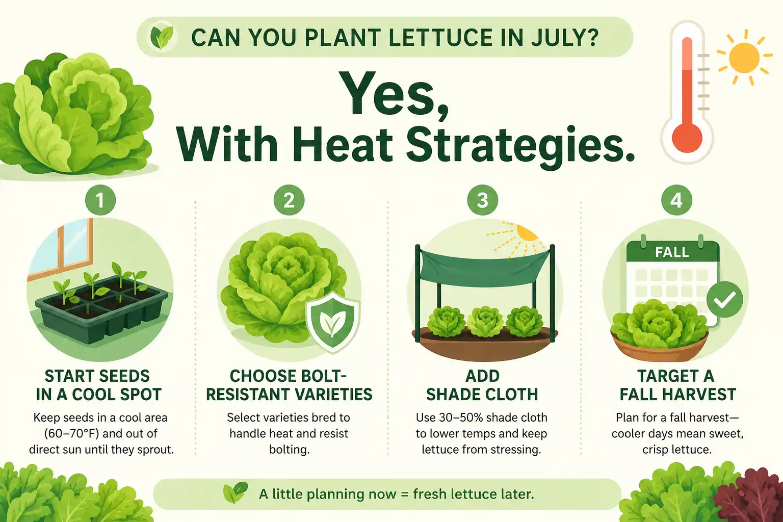 Infographic of plant lettuce in July with cool germination, bolt-resistant varieties, shade, and a fall harvest
