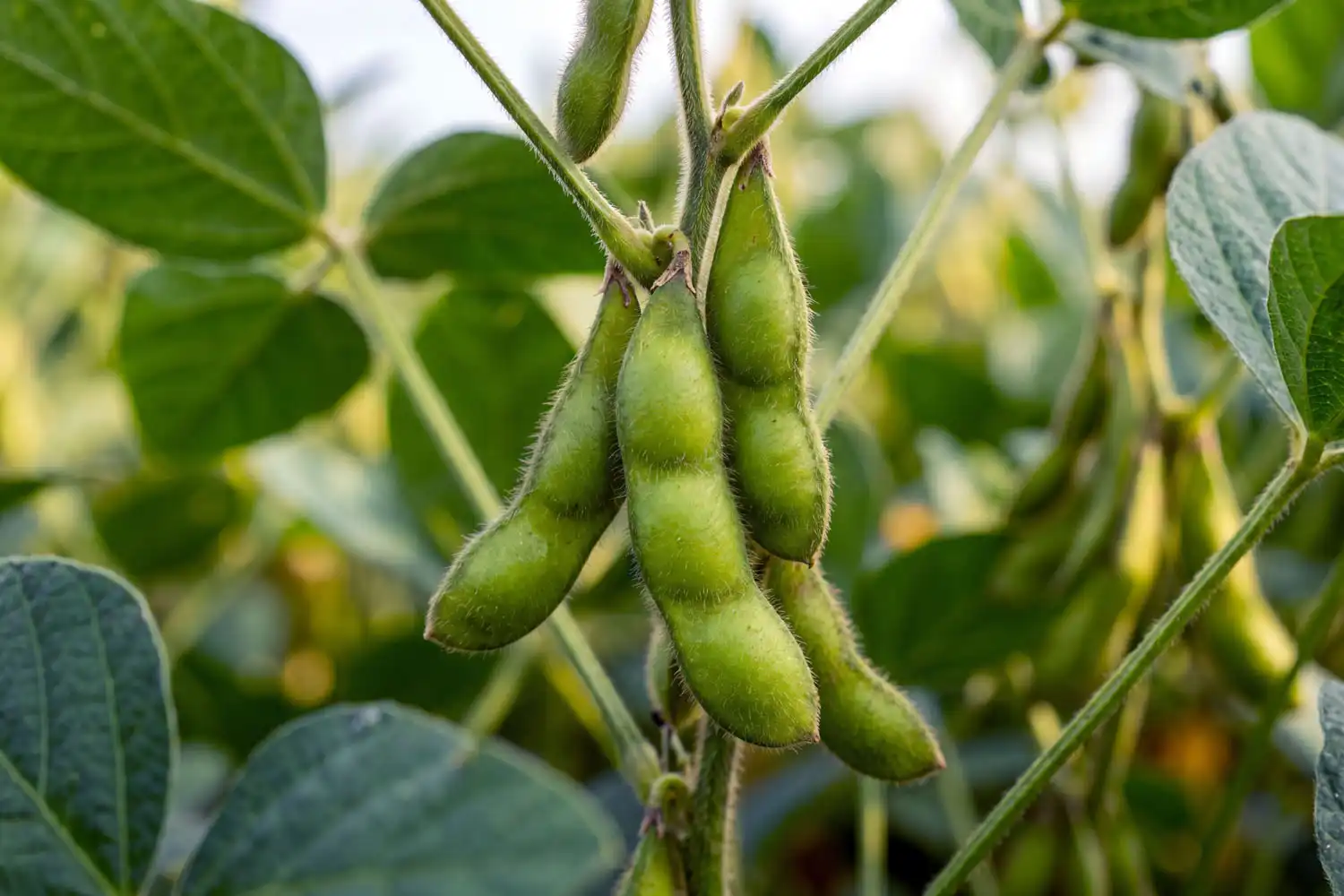 Bright green edamame pods at R6 stage with beans nearly touching, ready for fresh harvest
