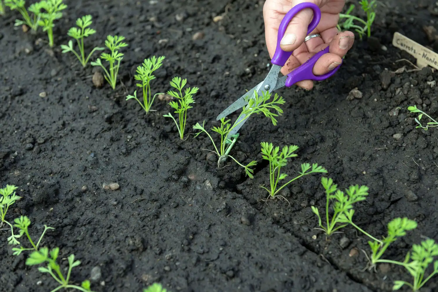 Young carrot seedlings thinned to proper spacing in a row, how thinning prevents crowded roots