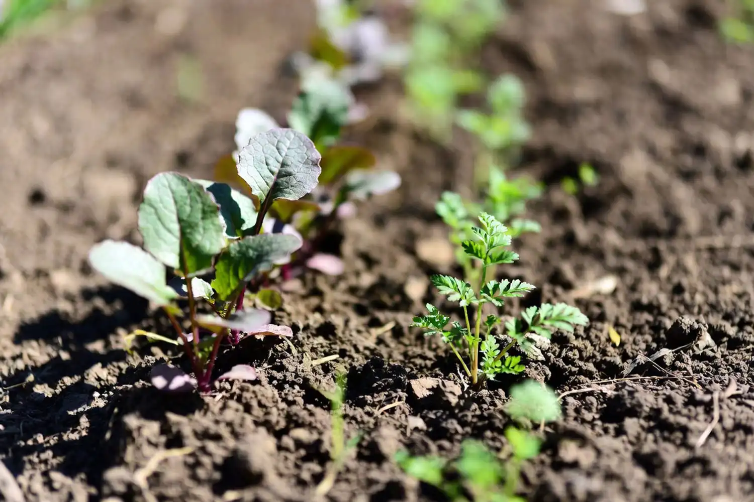 Radish seedlings emerged and marking the row while carrot seedlings barely show