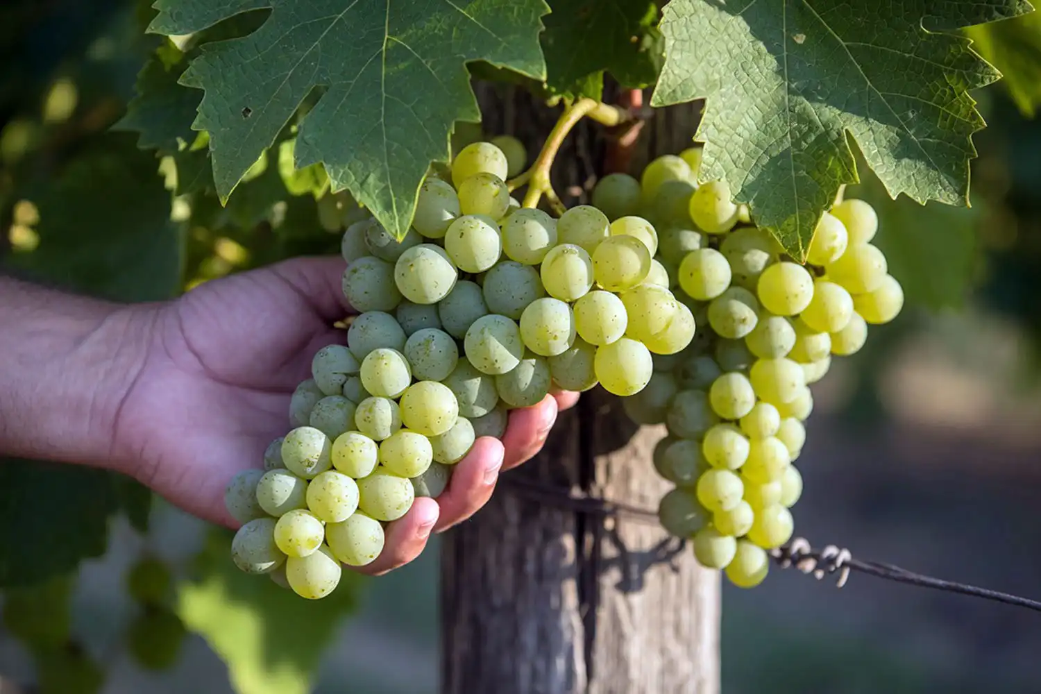 Ripe green-gold seedless grape clusters on a home trellis showing harvest readiness in late summer