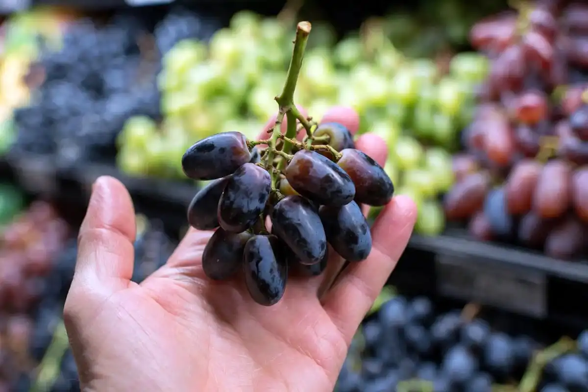 Choosing the best tasting Moon Drop grapes by picking firm bunches attached to fresh green stems at the store.