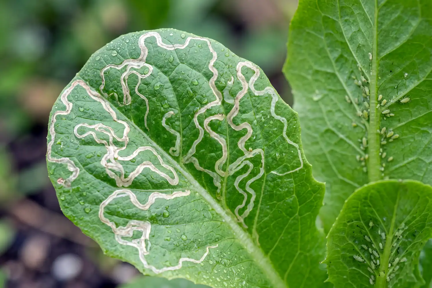 serpentine leafminer trails on a Florida lettuce leaf for pest identification