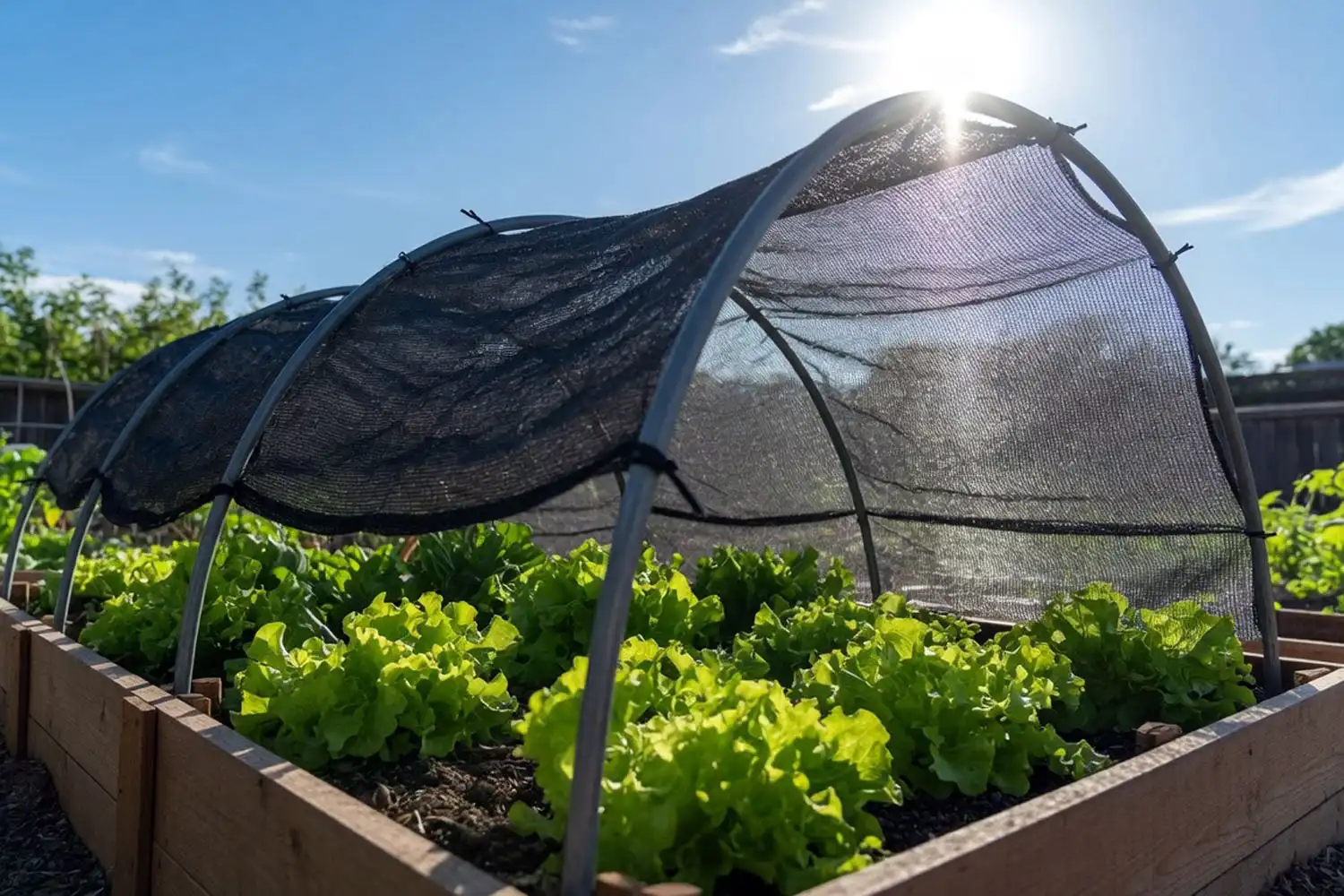 Black shade cloth suspended on hoops over a raised bed of lettuce to protect summer greens from heat and bolting.