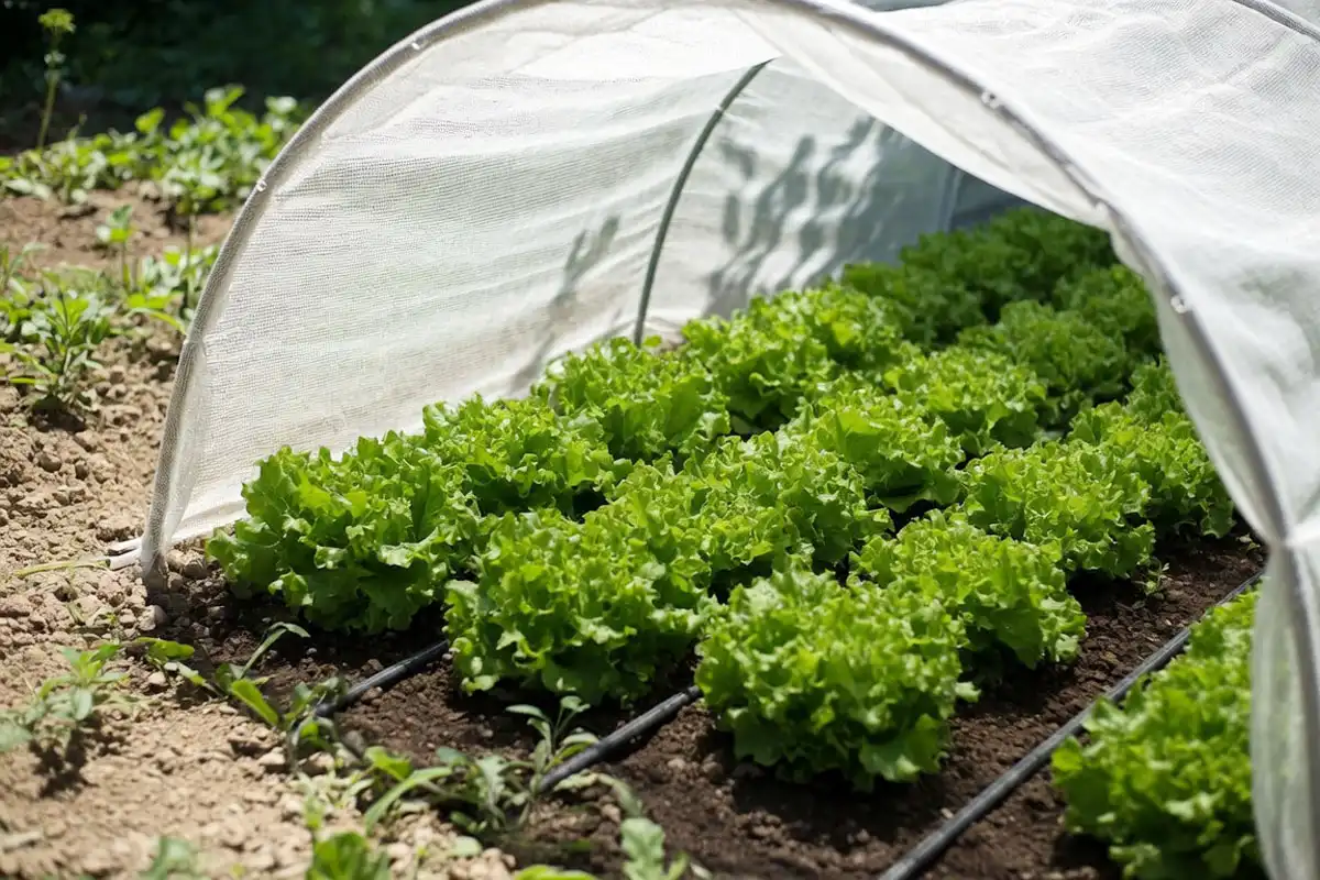 A summer lettuce bed under white shade cloth with drip irrigation to keep plants cool and prevent bolting
