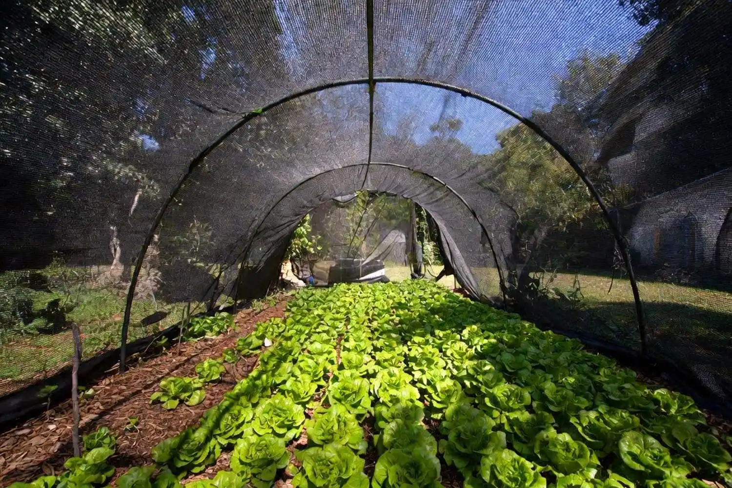 Leaf lettuce growing under shade cloth on hoops to prevent bolting during hot Georgia weather.