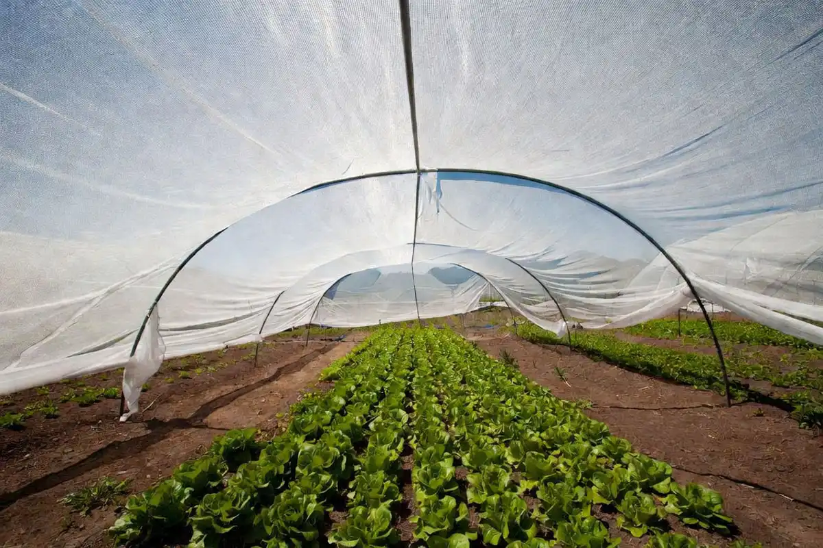 Shade cloth stretched over a Colorado lettuce bed to prevent bolting during intense summer sun