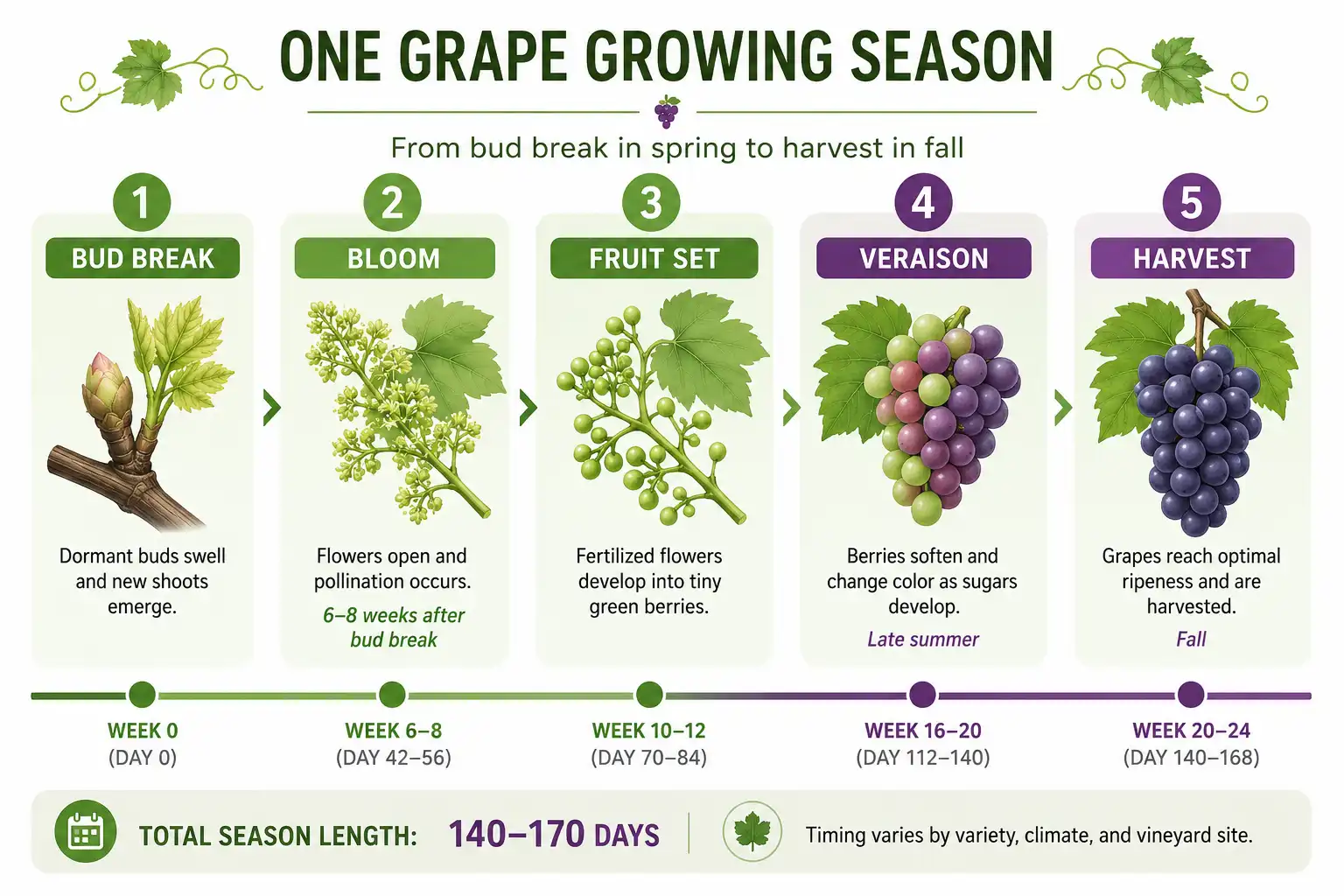 Infographic of one grape growing season showing how long grapes take to grow from bud break to harvest, roughly 140 to 170 days.