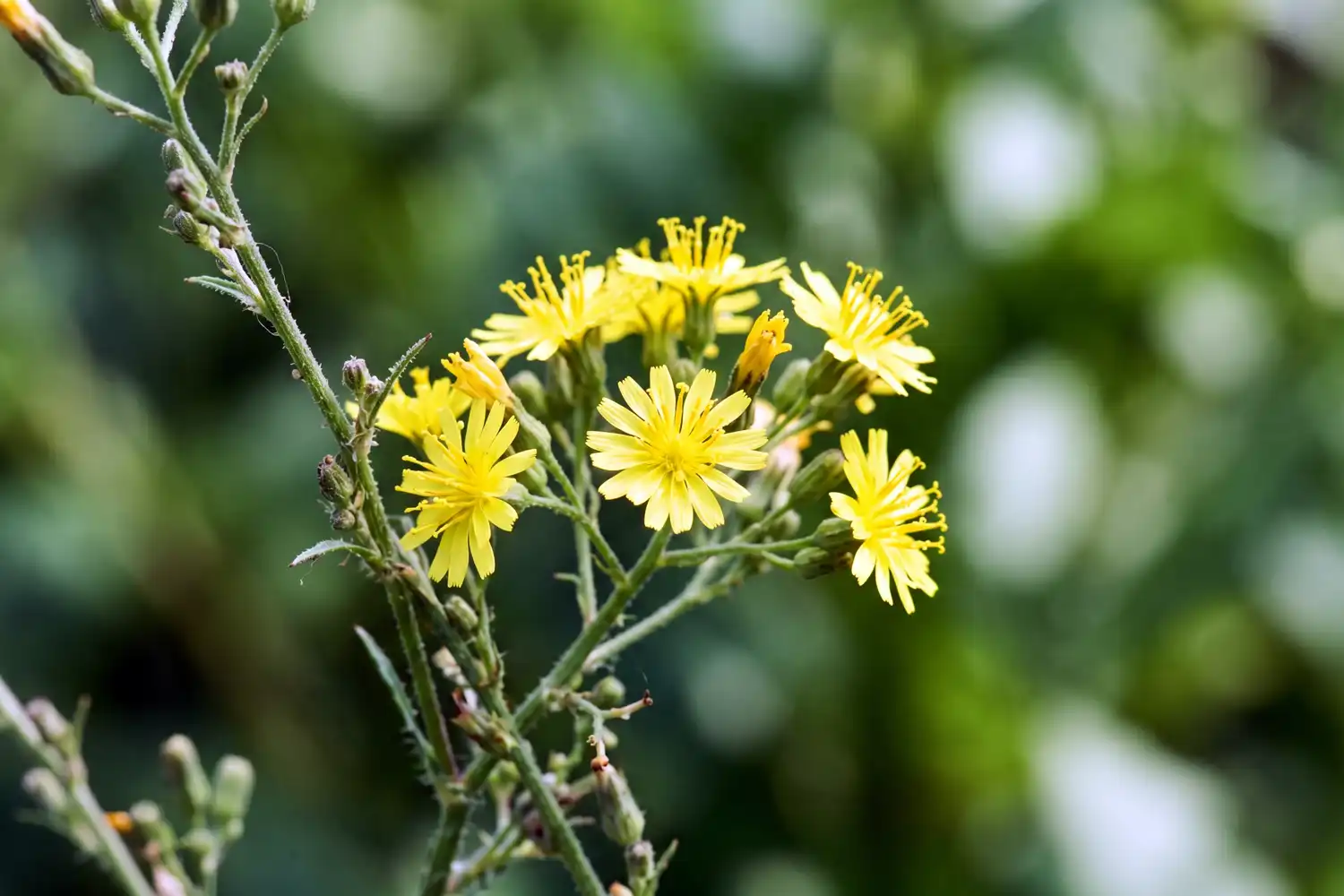 Close-up of small yellow lettuce flowers, each a cluster of florets that will each form one seed