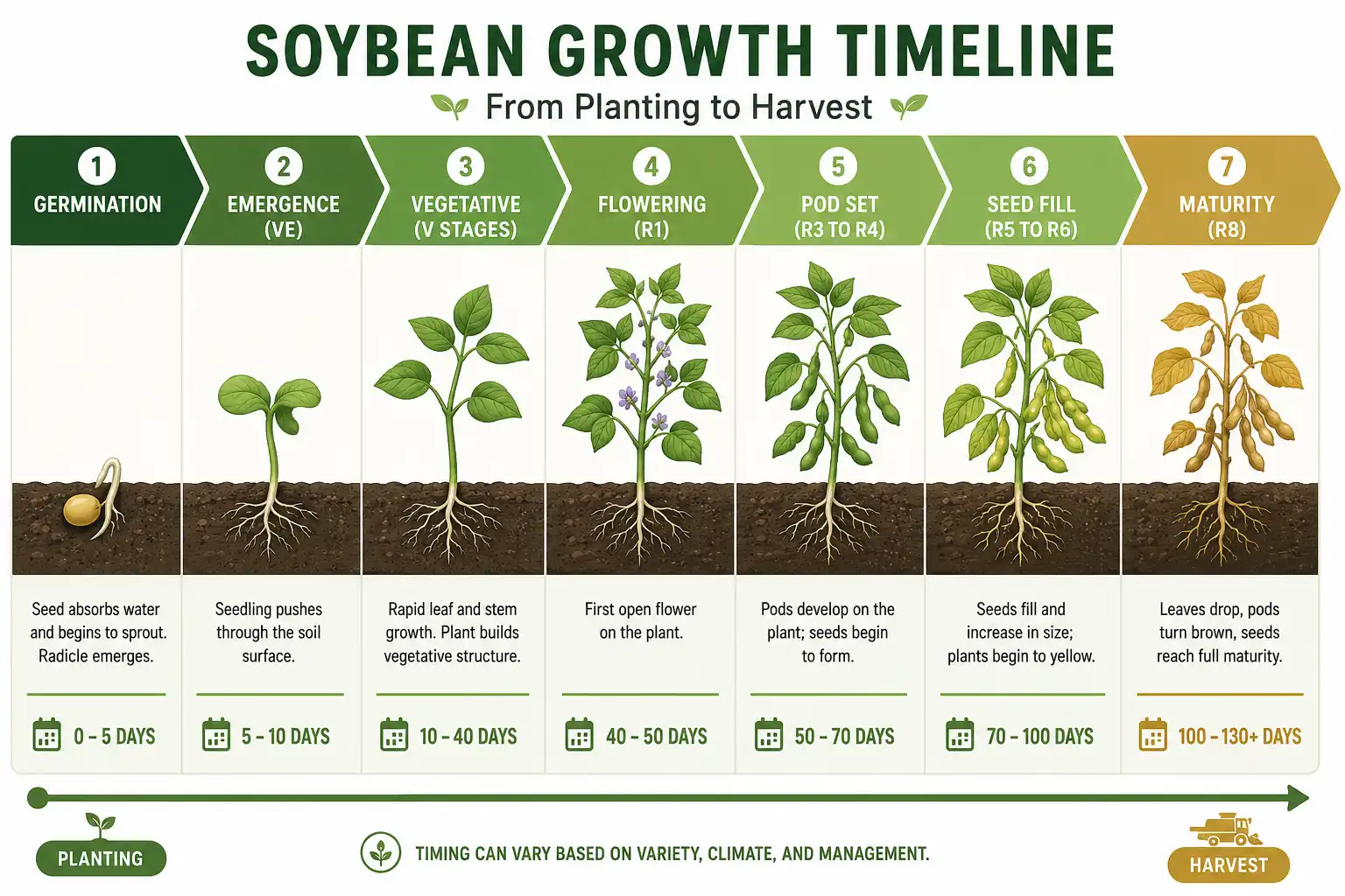 Infographic of how long soybeans take to grow through each growth stage from planting to harvest