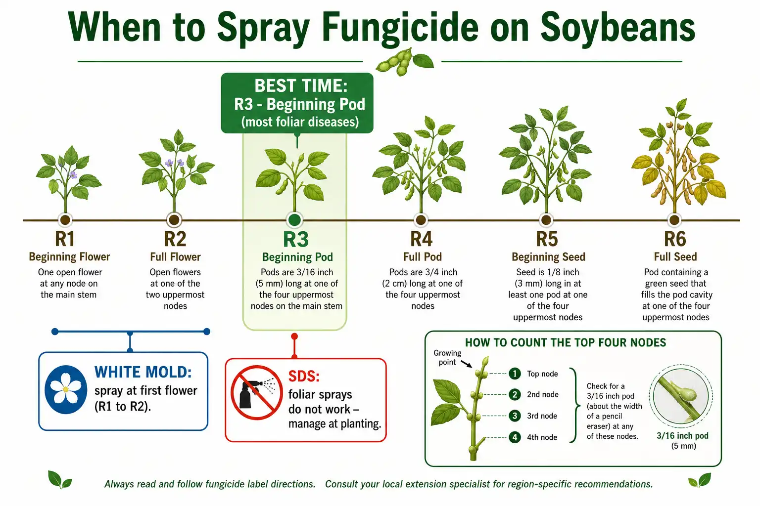 Infographic of soybean fungicide timing of R3 as the best spray window and R1 to R2 for white mold