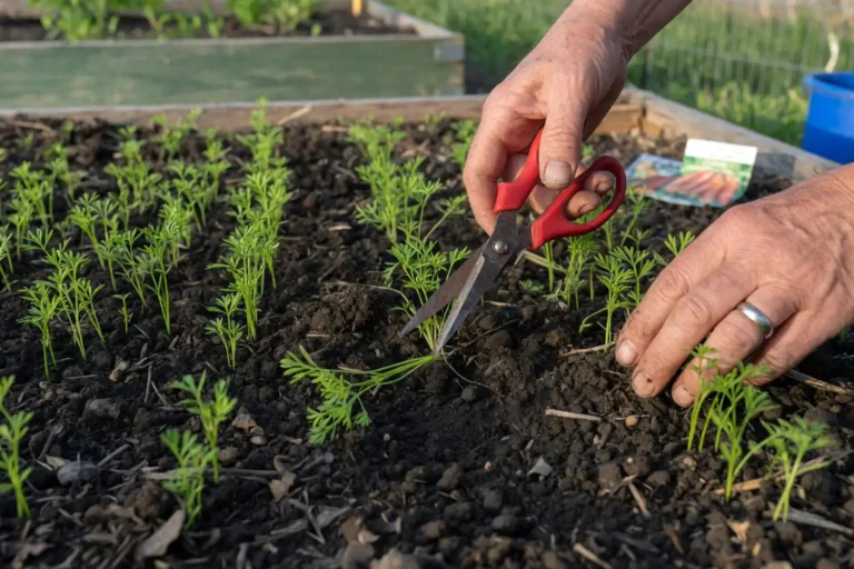 Farmer thinning carrot seedlings by snipping at soil level