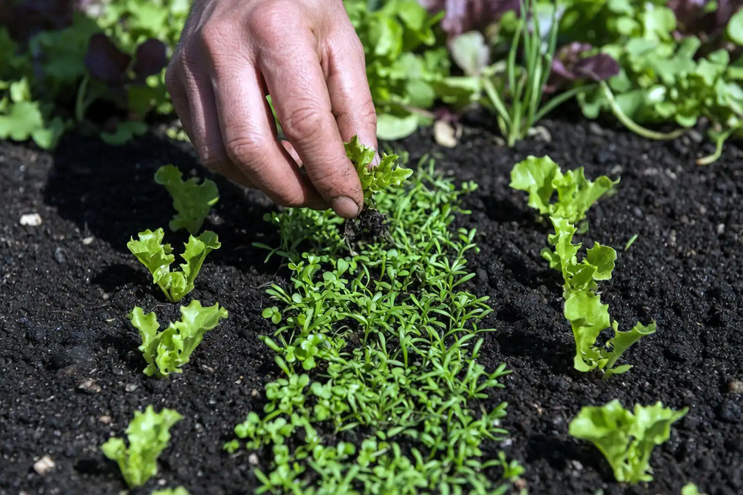 Farmer thinning crowded lettuce seedlings to leave proper spacing between young plants