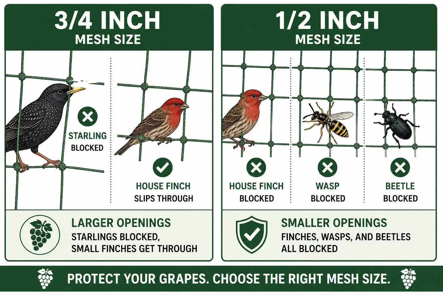 Comparison of 3/4 inch and 1/2 inch bird netting mesh of which birds and insects each size blocks on grapes