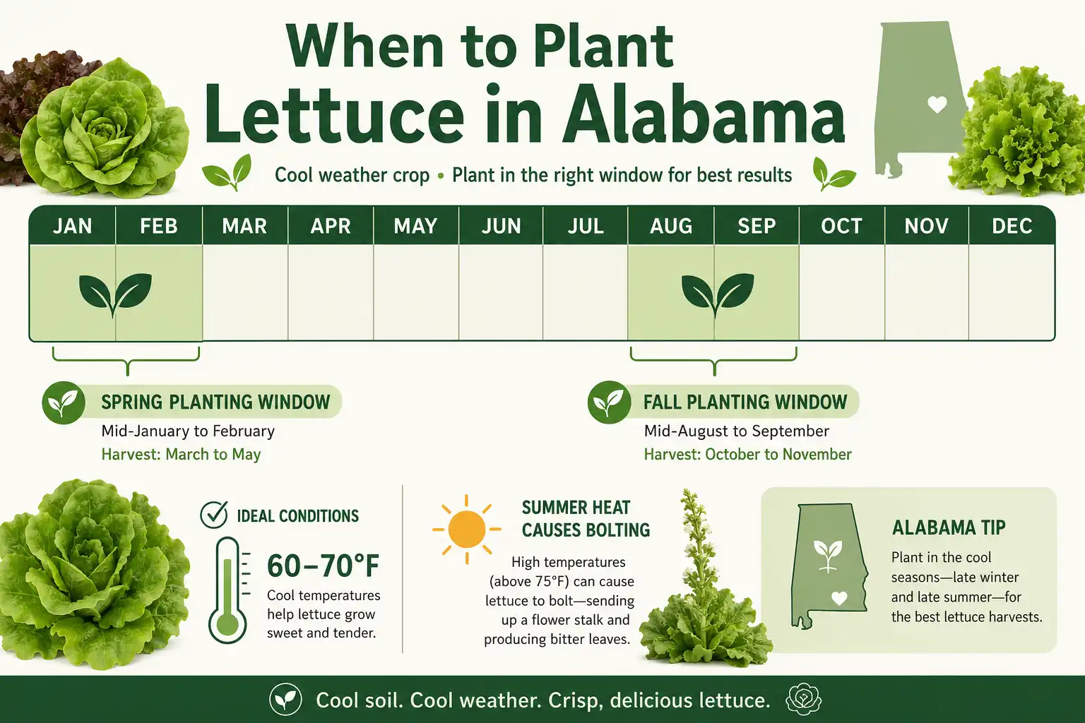 Infographic of when to plant lettuce in Alabama, with spring and fall planting windows