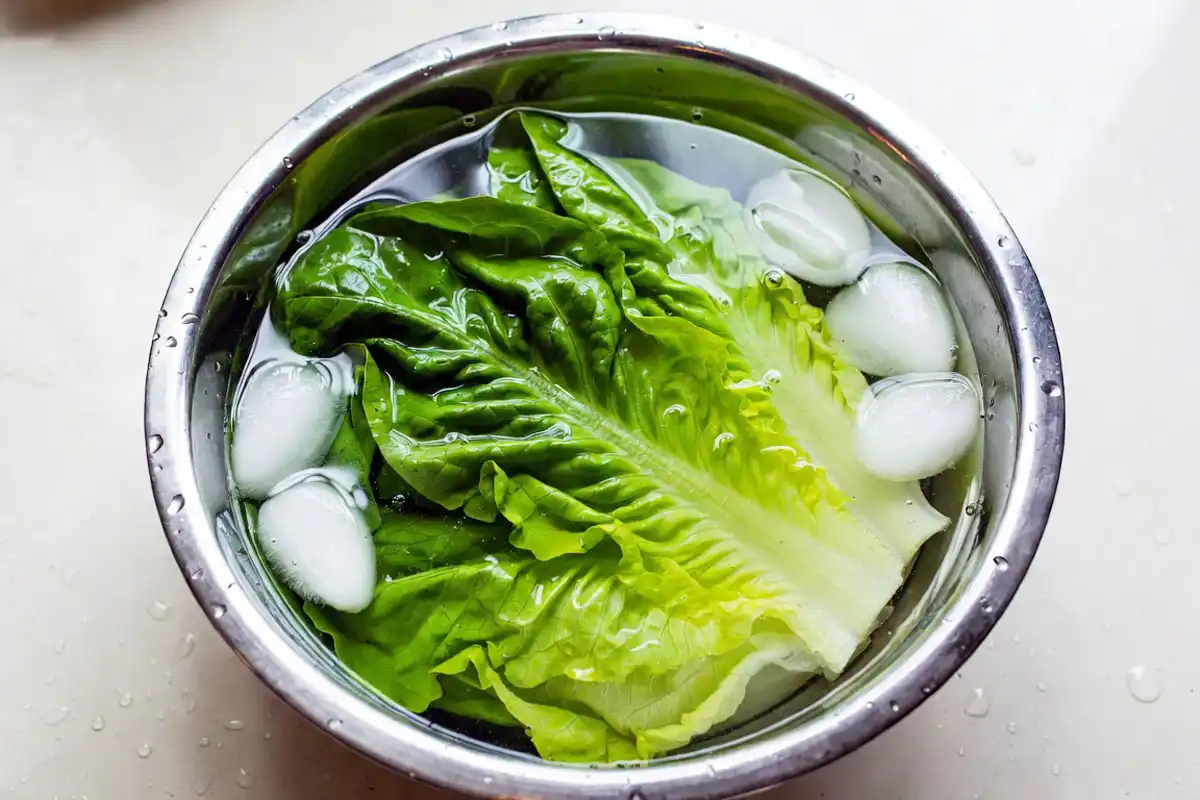 Wilted lettuce soaking in a bowl of ice water to bring back crispness before storing