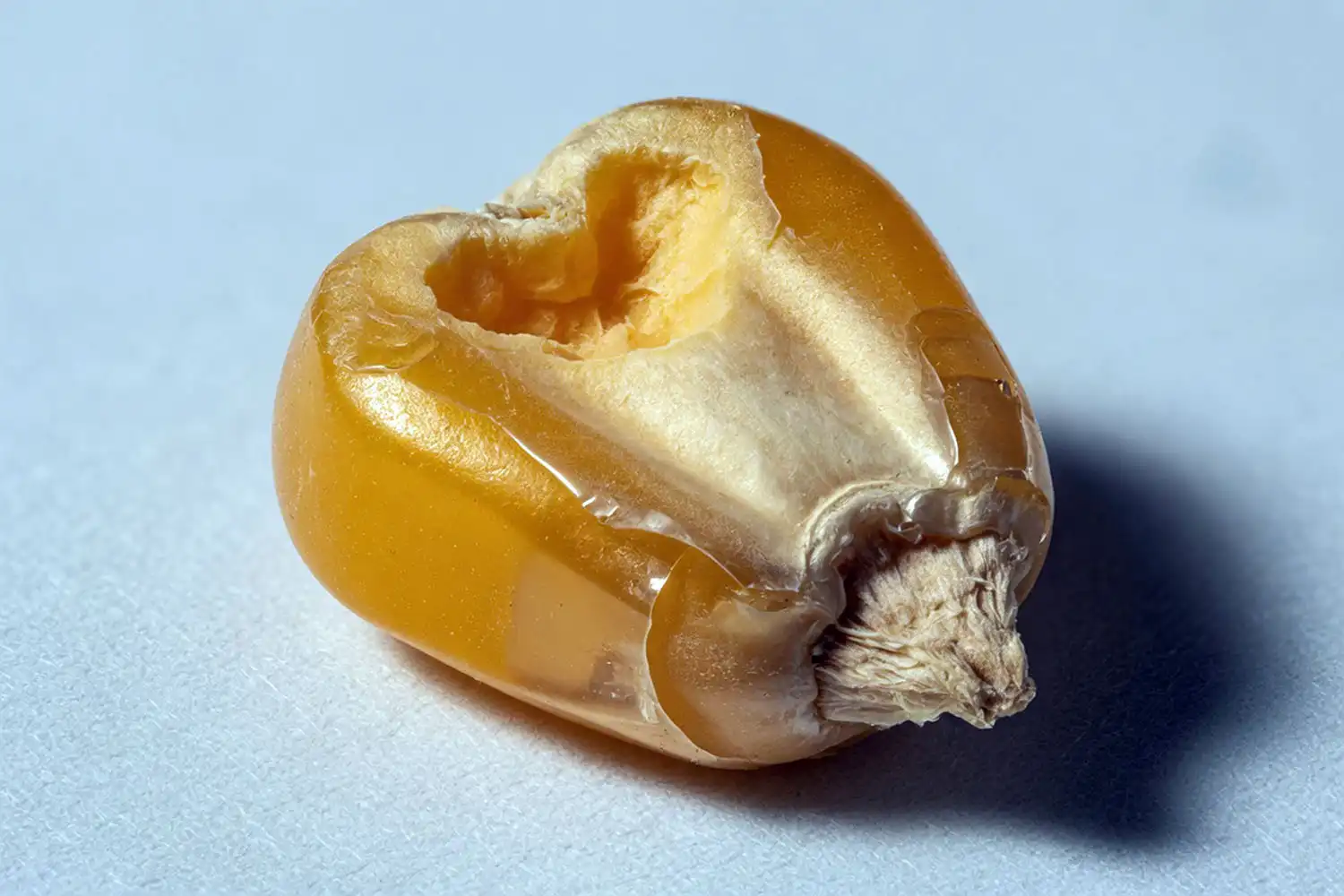 Close-up of a yellow dent corn seed with a clear dent at the top, the classic shape of field seed corn.