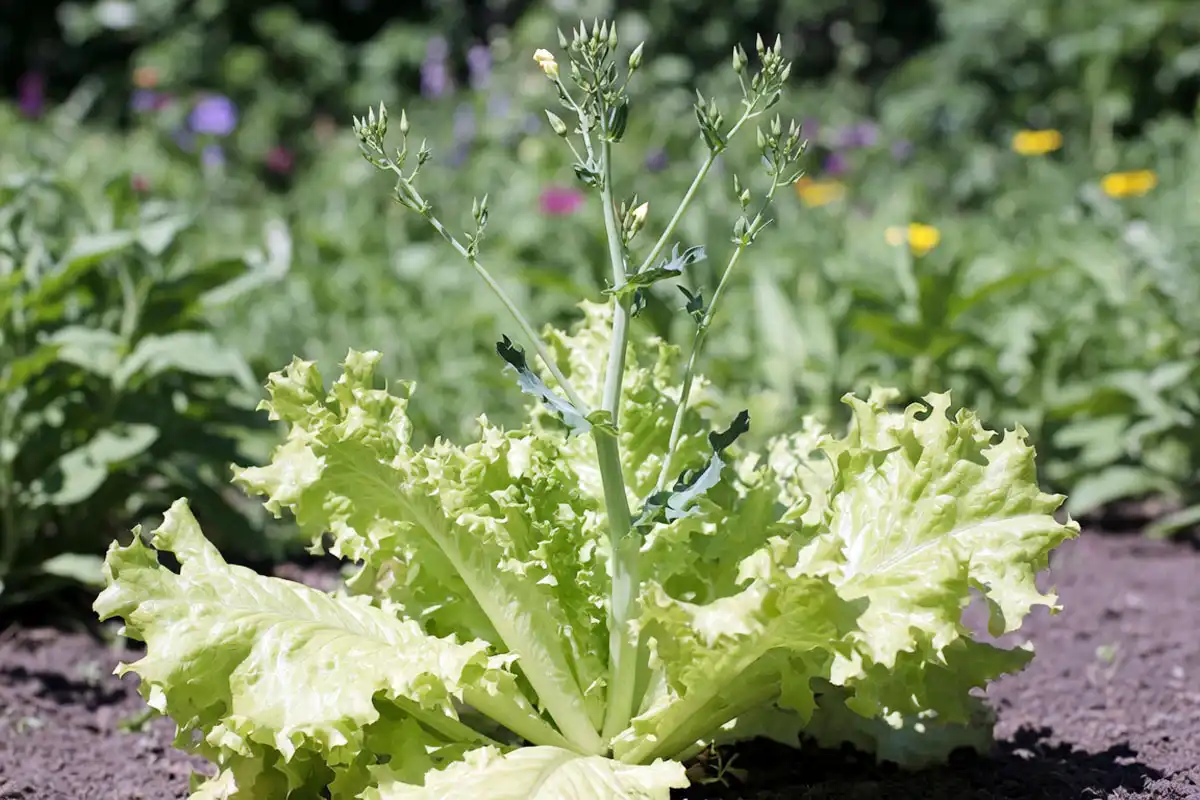 Black Seeded Simpson lettuce bolting, with a tall central stalk rising and leaves turning bitter