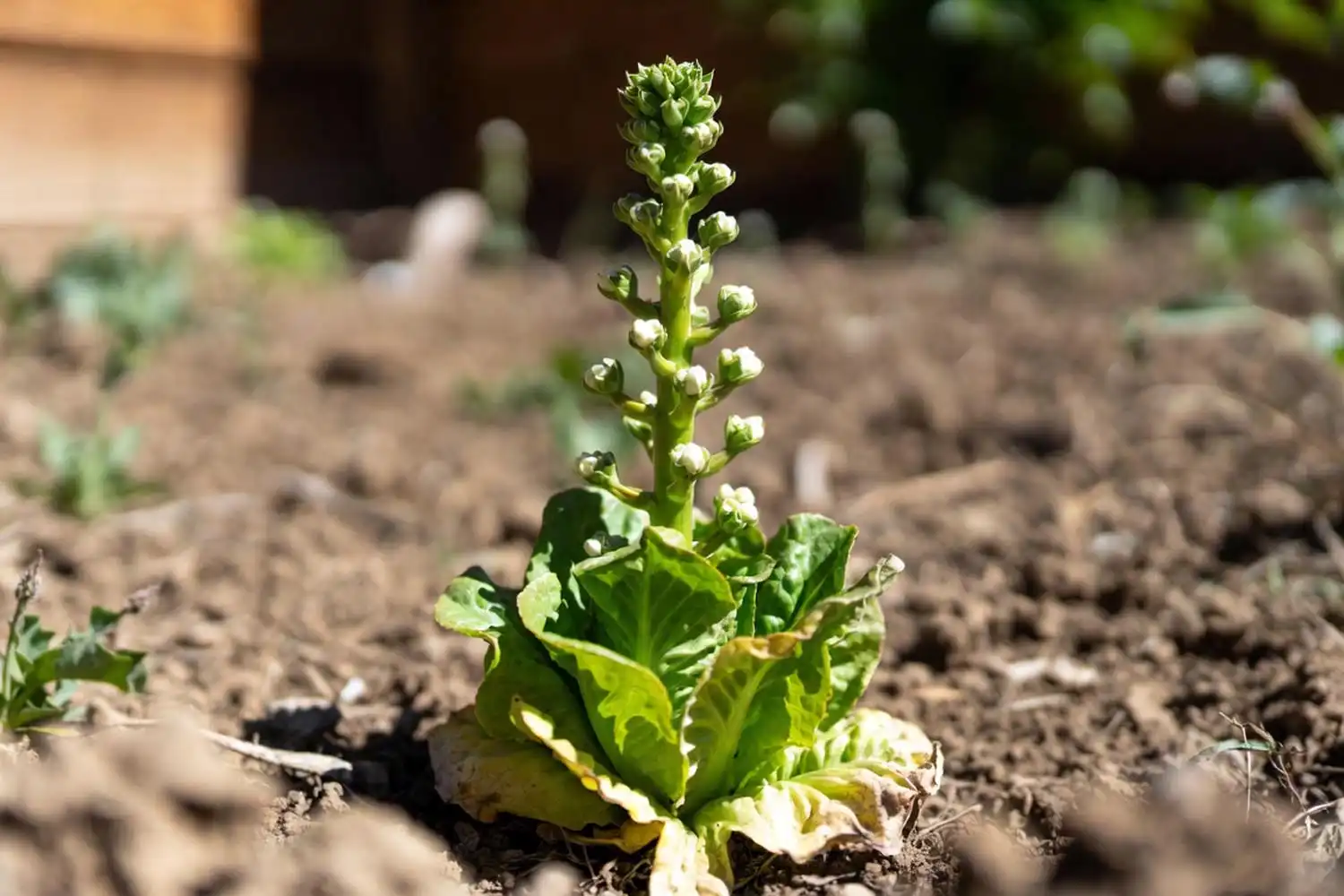 A bolted iceberg lettuce plant with a tall seed stalk and loose head, showing what happens when planted too late in heat.