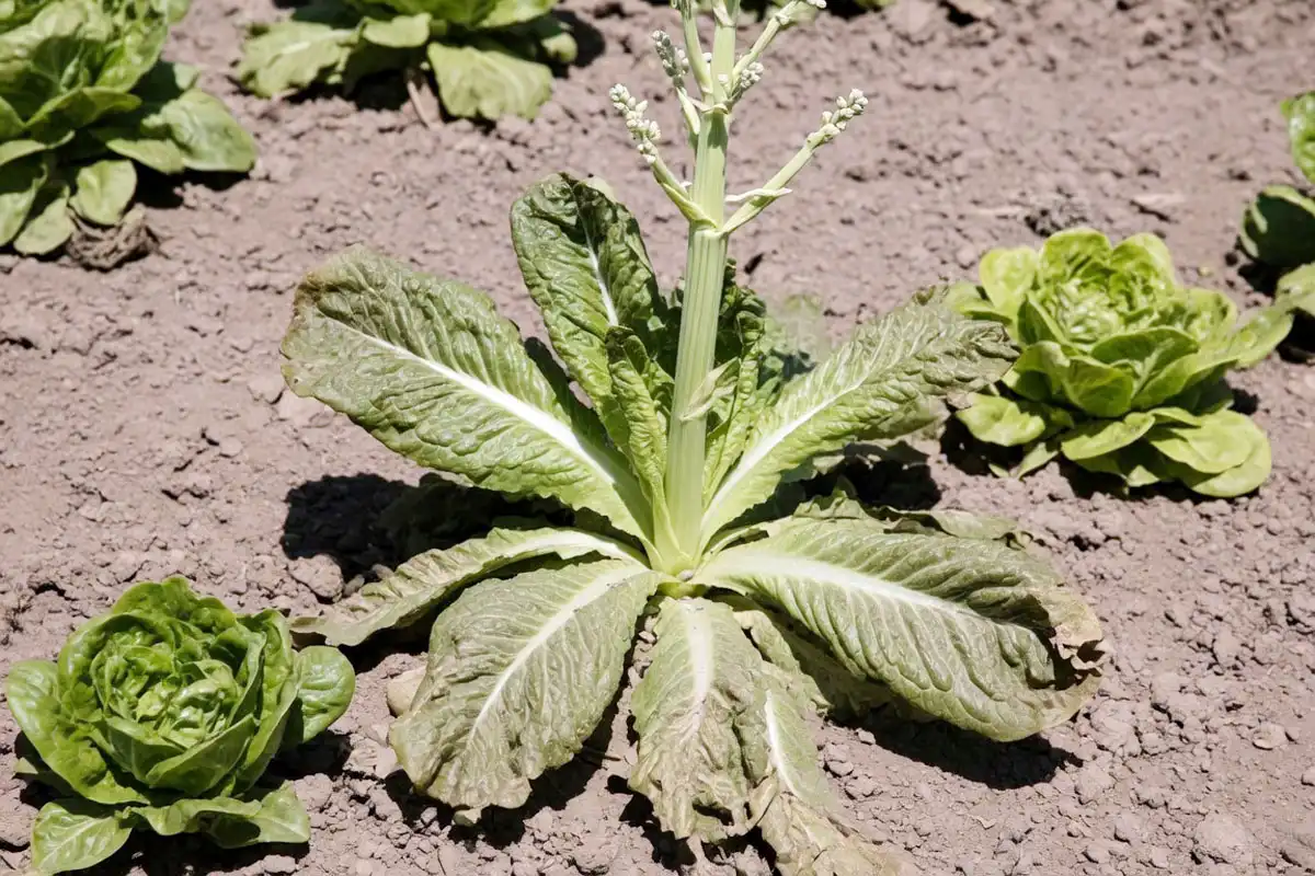 Bolted romaine lettuce of a tall center seed stalk, the sign it has gone bitter and past harvest