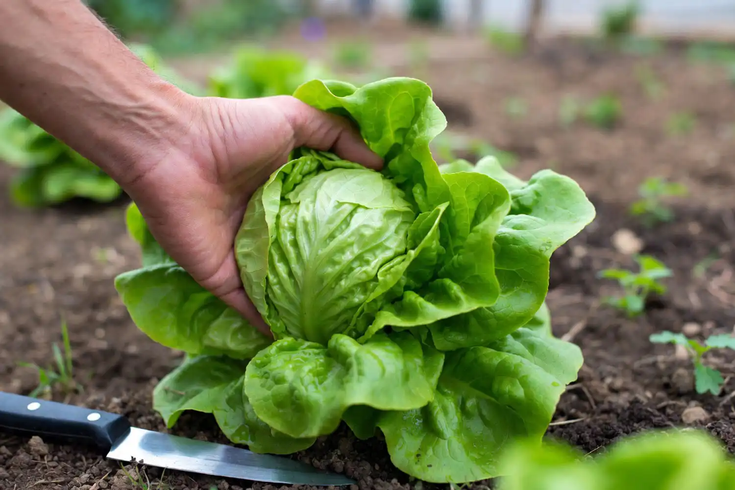 Checking a firm mature head of lettuce for harvest readiness in a sunny garden bed.