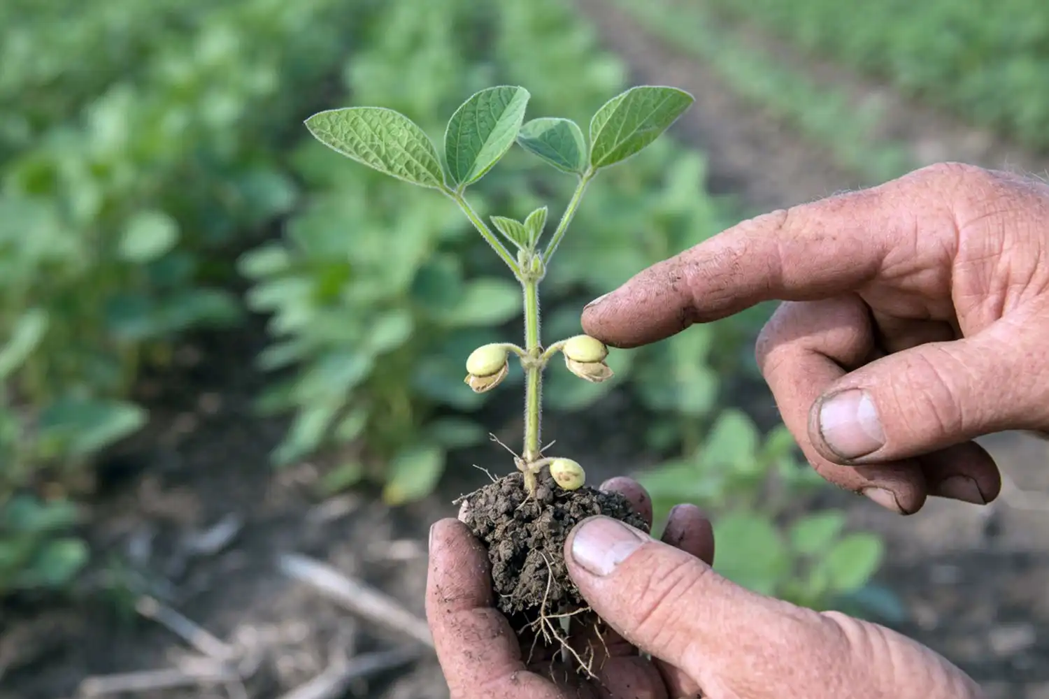 Farmer pointing to a soybean node showing how to count nodes when staging soybeans