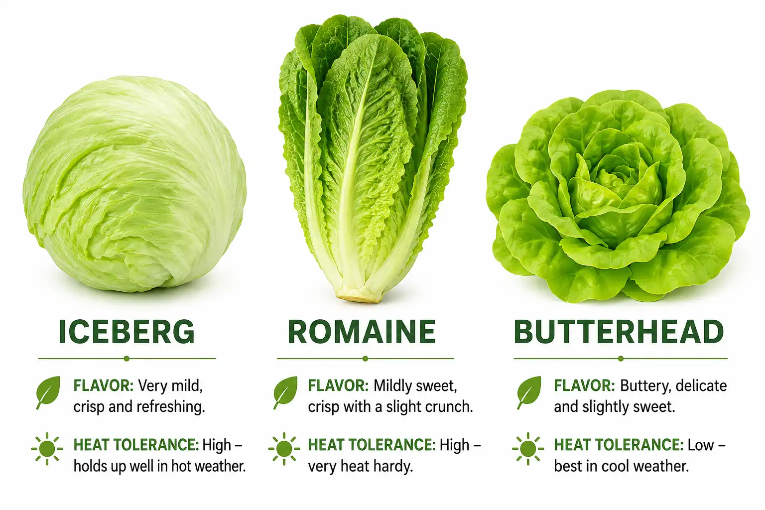 Comparison of crisphead, romaine, and butterhead head lettuce types with notes on flavor and heat tolerance.