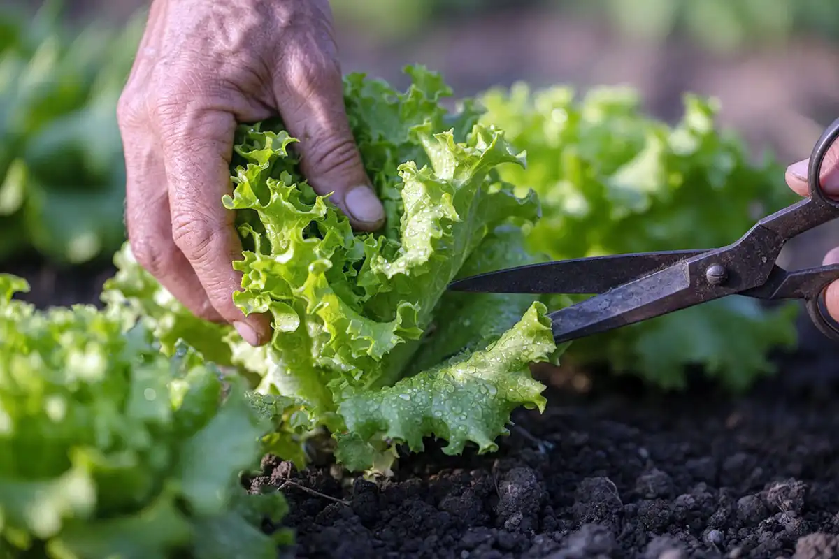 Farmer cutting green leaf lettuce two inches above the crown with clean scissors in morning light