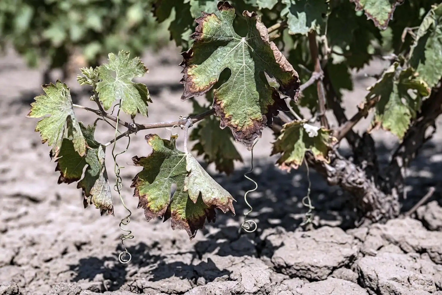 Drought-stressed grapevine with wilting leaves and scorched margins, a clear sign grapes need water