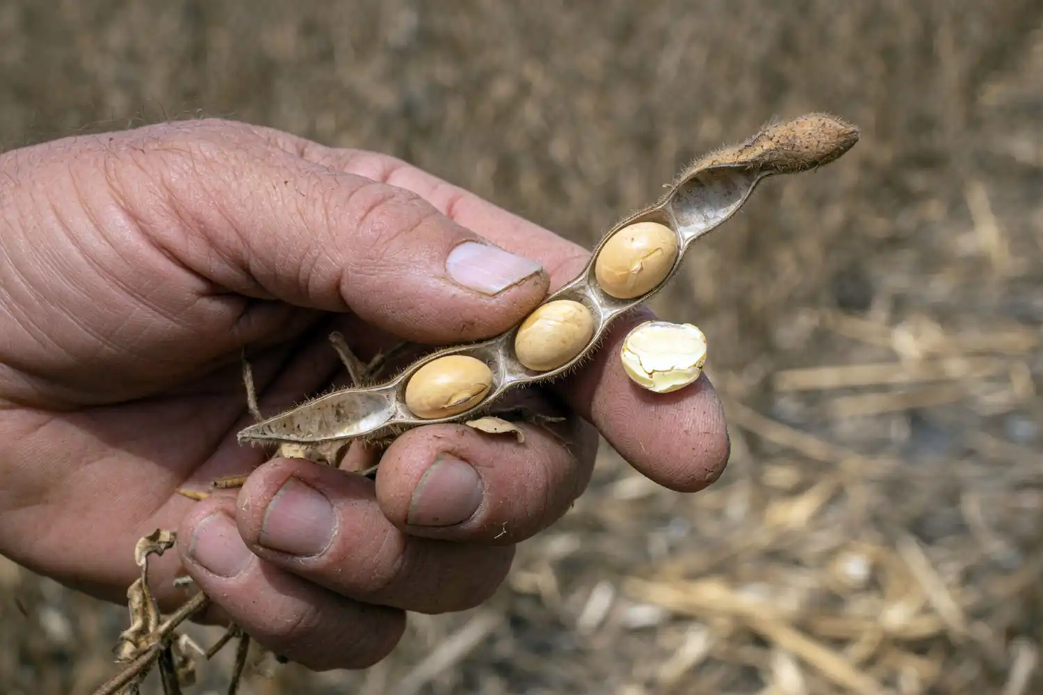 Dry brown soybean pod split open of mature beans that crack in half for the bite and rattle test.