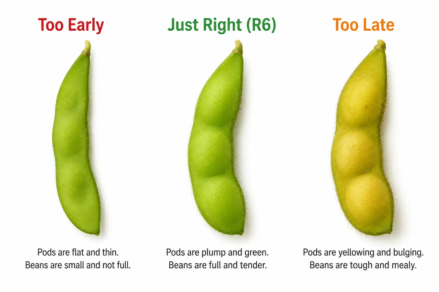 Comparison of edamame pods picked too early, at the right R6 stage, and too late when yellowing