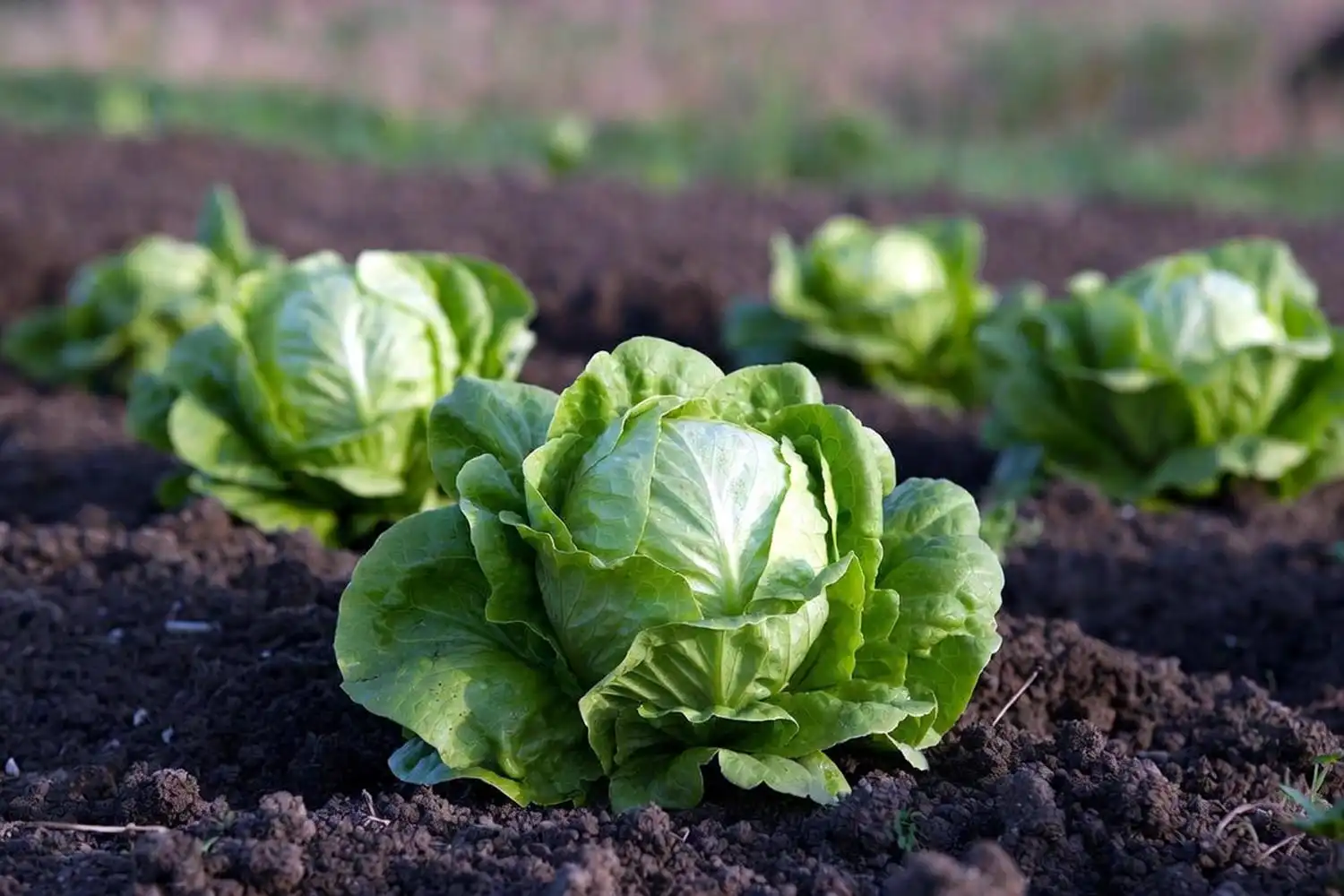 Firm iceberg lettuce heads forming in a cool spring garden row, the result of correct planting timing.
