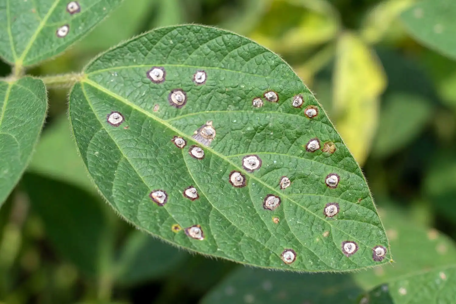Soybean leaf of frogeye leaf spot lesions with gray centers and dark margins